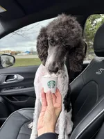 Raina, a female Poodle - Standard  for sale in Mankato, MN – 5 of 5