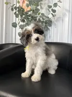Stella, a female Aussiedoodle and Miniature Bernedoodle for sale in Mankato, MN – 6 of 6