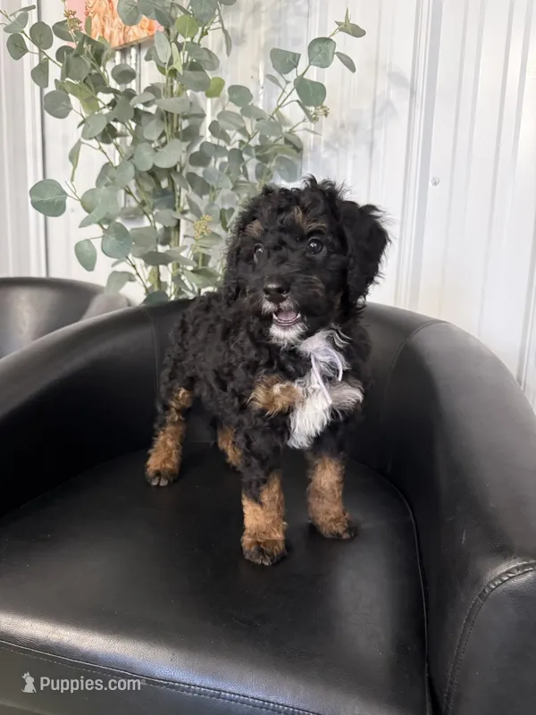 Bella – Aussiedoodle, Miniature Bernedoodle puppy for sale in Mankato, MN