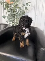 Bella, a female Aussiedoodle and Miniature Bernedoodle for sale in Mankato, MN – 1 of 4