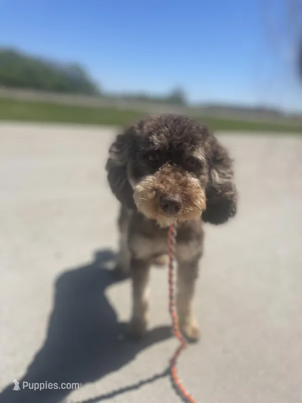 Darla – Miniature Bernedoodle puppy for sale in Mankato, MN