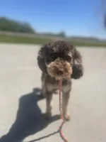 Darla, a female Miniature Bernedoodle for sale in Mankato, MN – Photo 1 of 2