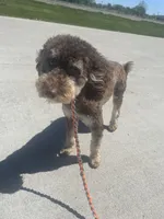 Darla, a female Miniature Bernedoodle for sale in Mankato, MN – Photo 2 of 2