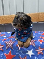 Copper, a male Aussiedoodle and Miniature Bernedoodle for sale in Mankato, MN – 6 of 6