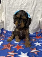 Cristina, a female Cockapoo for sale in Mankato, MN – 3 of 3