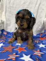 Cristina, a female Cockapoo for sale in Mankato, MN – 2 of 3
