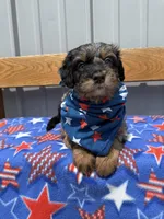 Copper, a male Aussiedoodle and Miniature Bernedoodle for sale in Mankato, MN – 5 of 6