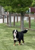 Persephone , a female Bernese Mountain Dog for sale in Mankato, MN – Photo 2 of 4