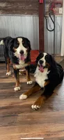 Persephone , a female Bernese Mountain Dog for sale in Mankato, MN – Photo 4 of 4