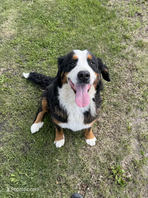 Persephone  – Bernese Mountain Dog puppy for sale in Mankato, MN