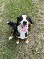 Persephone , a female Bernese Mountain Dog for sale in Mankato, MN – Photo 1 of 4