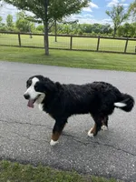 Persephone , a female Bernese Mountain Dog for sale in Mankato, MN – Photo 3 of 4