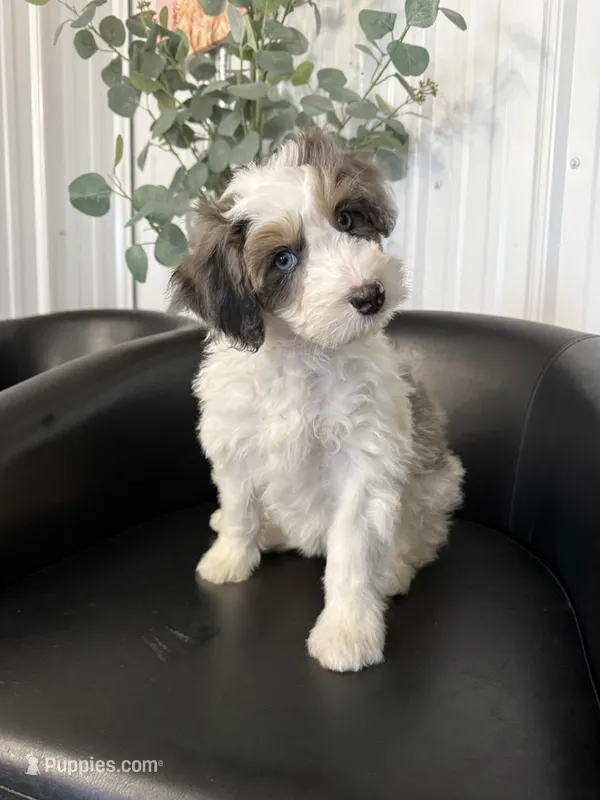Perdita – Aussiedoodle, Miniature Bernedoodle puppy for sale in Mankato, MN