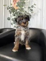 Bruno, a male Aussiedoodle and Miniature Bernedoodle for sale in Mankato, MN – 1 of 4