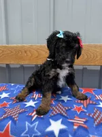 Bella, a female Aussiedoodle and Miniature Bernedoodle for sale in Mankato, MN – 4 of 4