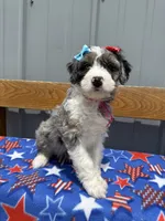 Lady, a female Aussiedoodle and Miniature Bernedoodle for sale in Mankato, MN – 3 of 4