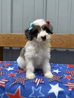Stella, a female Aussiedoodle and Miniature Bernedoodle for sale in Mankato, MN – 4 of 6