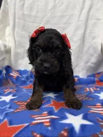 Meredith, a female Cockapoo for sale in Mankato, MN – 2 of 3