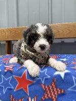 Dug, a male Aussiedoodle and Miniature Bernedoodle for sale in Mankato, MN – 4 of 4