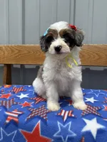 Stella, a female Aussiedoodle and Miniature Bernedoodle for sale in Mankato, MN – 2 of 6