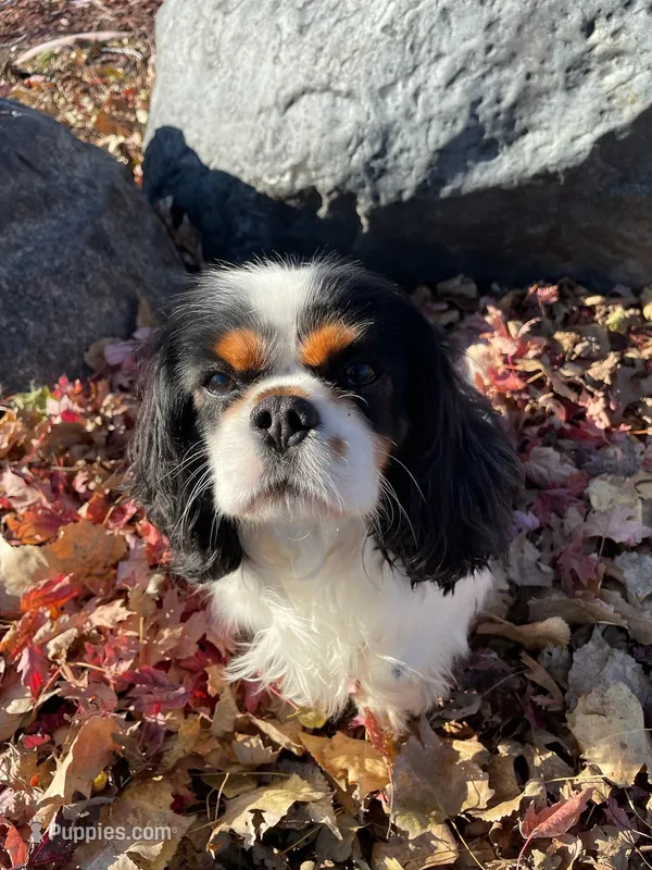 Millie, a female Cavalier King Charles Spaniel for sale in Mankato, MN – Photo 1 of 5