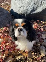 Millie, a female Cavalier King Charles Spaniel for sale in Mankato, MN – Photo 1 of 5