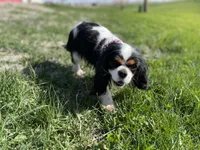 Millie, a female Cavalier King Charles Spaniel for sale in Mankato, MN – Photo 4 of 5