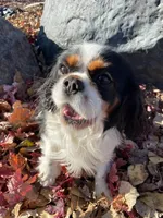 Millie, a female Cavalier King Charles Spaniel for sale in Mankato, MN – Photo 2 of 5
