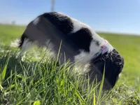 Millie, a female Cavalier King Charles Spaniel for sale in Mankato, MN – Photo 3 of 5