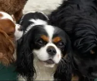 Millie, a female Cavalier King Charles Spaniel for sale in Mankato, MN – Photo 5 of 5