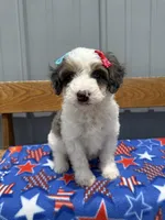 Perdita, a female Aussiedoodle and Miniature Bernedoodle for sale in Mankato, MN – 2 of 3