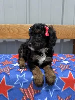 Bella, a female Aussiedoodle and Miniature Bernedoodle for sale in Mankato, MN – 2 of 4