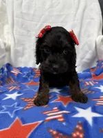 Meredith, a female Cockapoo for sale in Mankato, MN – 3 of 3