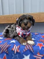 Bruno, a male Aussiedoodle and Miniature Bernedoodle for sale in Mankato, MN – 3 of 4