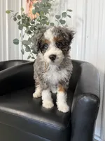 Dug, a male Aussiedoodle and Miniature Bernedoodle for sale in Mankato, MN – 3 of 4