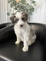 Perdita, a female Aussiedoodle and Miniature Bernedoodle for sale in Mankato, MN – 3 of 3