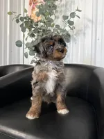 Bruno, a male Aussiedoodle and Miniature Bernedoodle for sale in Mankato, MN – 2 of 4