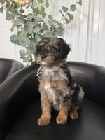 Copper, a male Aussiedoodle and Miniature Bernedoodle for sale in Mankato, MN – 4 of 6