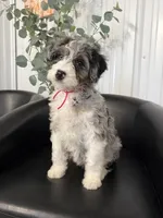 Lady, a female Aussiedoodle and Miniature Bernedoodle for sale in Mankato, MN – 4 of 4