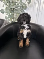 Bella, a female Aussiedoodle and Miniature Bernedoodle for sale in Mankato, MN – 3 of 4
