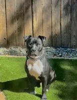 Cube, a male American Bully for sale in Galt, CA – 1 of 6