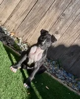 Cube, a male American Bully for sale in Galt, CA – 2 of 6
