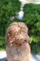 Bailey, a female Labradoodle for sale in Clearwater, FL – 4 of 4