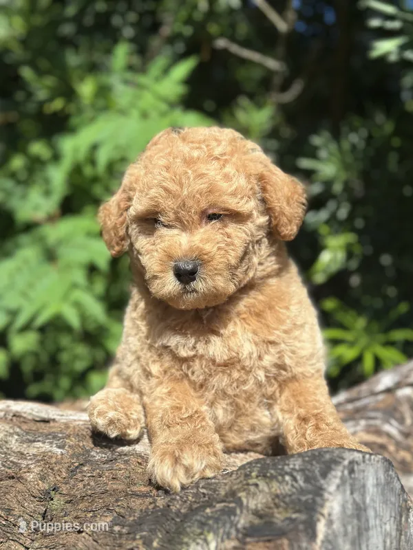 Black Boy – Labradoodle, Miniature Labradoodle puppy for sale in Clearwater, FL