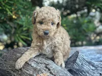 Purple Girl, a female Labradoodle and Miniature Labradoodle for sale in Clearwater, FL – 2 of 10