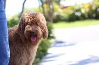 Bailey, a female Labradoodle for sale in Clearwater, FL – 2 of 4