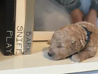 Black Boy, a male Miniature Labradoodle and Australian Labradoodle for sale in Clearwater, FL – 9 of 10