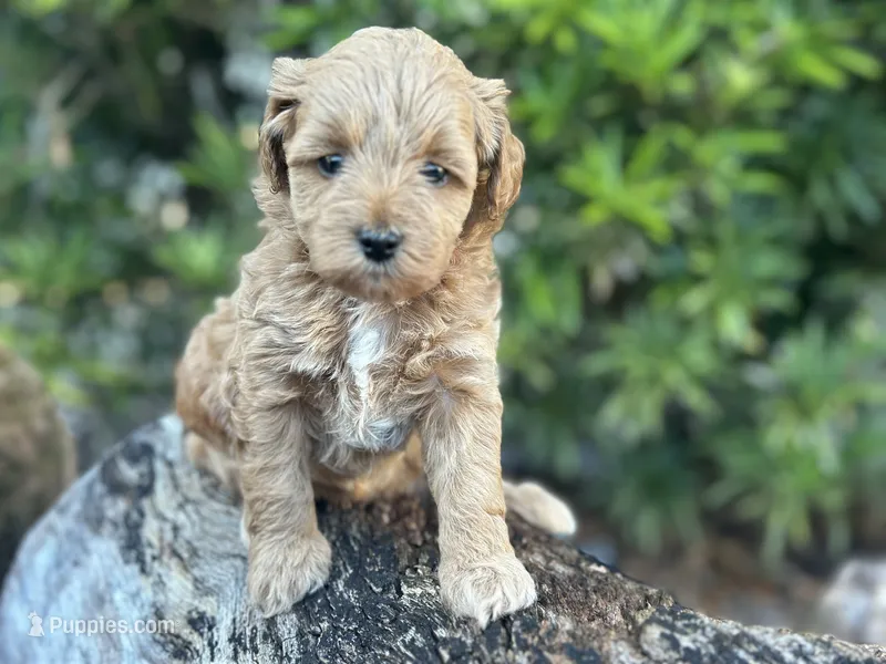 Pink Girl – Miniature Labradoodle, Australian Labradoodle puppy for sale in Clearwater, FL