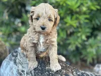 Pink Girl, a female Labradoodle and Miniature Labradoodle for sale in Clearwater, FL – 1 of 9