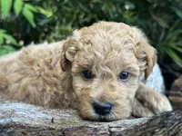 Black Boy, a male Labradoodle and Miniature Labradoodle for sale in Clearwater, FL – 2 of 10
